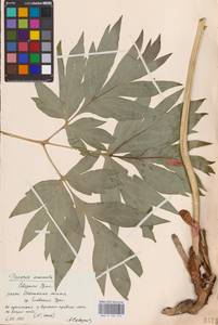 Пион уклоняющийся, Марьин корень L., Восточная Европа, Восточный район (E10) (Россия)