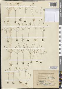 Проломник удлиненный L., Восточная Европа, Центральный лесостепной район (E6) (Россия)