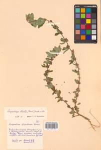 Куммеровия полосатая (Thunb.) Schindl., Сибирь, Дальний Восток (S6) (Россия)