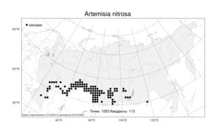 Artemisia nitrosa, Полынь селитряная Weber ex Stechm., Атлас флоры России (FLORUS) (Россия)