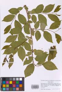 Вяз малый Mill., Восточная Европа, Московская область и Москва (E4a) (Россия)