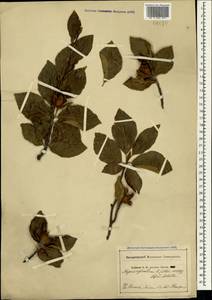 Бук лесной L., Крым (KRYM) (Россия)