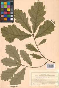 Дуб черешчатый, Дуб обыкновенный L., Восточная Европа, Московская область и Москва (E4a) (Россия)