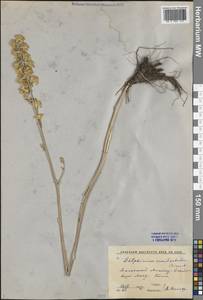 Живокость полубородатая Bien. ex Boiss., Средняя Азия и Казахстан, Западный Тянь-Шань и Каратау (M3) (Киргизия)