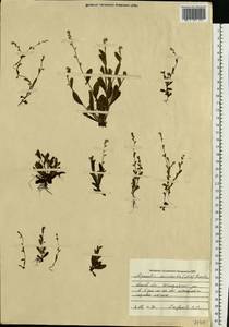 Незабудка прямостоячая Link ex Roem. & Schult., Восточная Европа, Центральный лесостепной район (E6) (Россия)