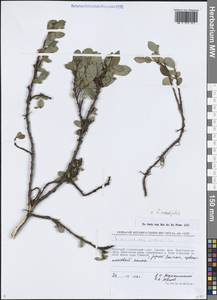 Salix arctica subsp. crassijulis (Trautv.) A.K.Skvortsov, Сибирь, Чукотка и Камчатка (S7) (Россия)