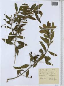 Olea europaea subsp. cuspidata (Wall. & G.Don) Cif., Африка (AFR) (Эфиопия)
