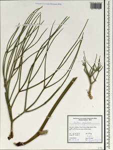 Ferula cupularis (Boiss.) Spalik & S.R.Downie, Зарубежная Азия (ASIA) (Иран)