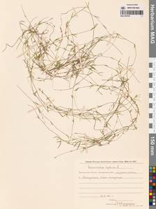 Лютик распростертый, Лютик стелющийся L., Сибирь, Чукотка и Камчатка (S7) (Россия)