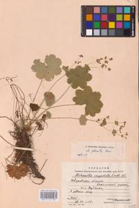 Манжетка складчатая Buser, Восточная Европа, Центральный лесной район (E5) (Россия)