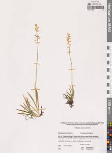 Тофильдия поникающая Sm., Сибирь, Чукотка и Камчатка (S7) (Россия)