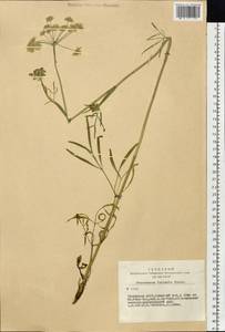 Haloselinum falcaria (Turcz.) Pimenov, Сибирь, Алтай и Саяны (S2) (Россия)
