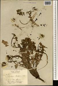 Taraxacum platycarpum subsp. hondoense (Nakai ex H. Koidz.) T. Morita, Зарубежная Азия (ASIA) (Япония)