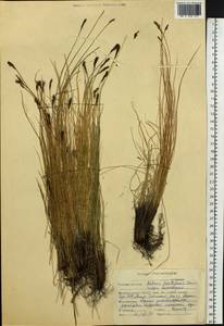 Carex capillifolia (Decne.) S.R.Zhang, Сибирь, Алтай и Саяны (S2) (Россия)