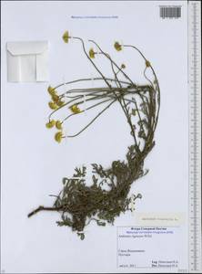 Cota tinctoria subsp. tinctoria, Кавказ, Северная Осетия, Ингушетия и Чечня (K1c) (Россия)