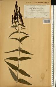 Вероника длиннолистная L., Восточная Европа, Центральный лесостепной район (E6) (Россия)