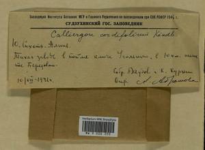 Calliergon cordifolium (Hedw.) Kindb., Гербарий мохообразных, Мхи - Дальний Восток (без Чукотки и Камчатки) (B20) (Россия)