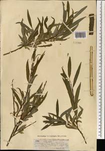 Ива даурская Seemen, Монголия (MONG) (Монголия)