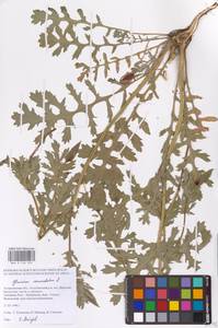 Мачок рогатый (L.) Rudolph, Восточная Европа, Нижневолжский район (E9) (Россия)