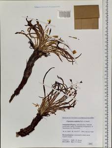 Клайтония остролистная Pall. ex Willd., Сибирь, Дальний Восток (S6) (Россия)