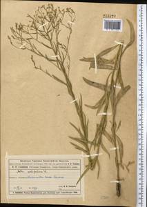 Galatella sedifolia subsp. sedifolia, Средняя Азия и Казахстан, Муюнкумы, Прибалхашье и Бетпак-Дала (M9) (Казахстан)