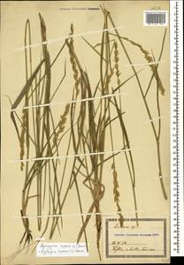 Пырейник ползучий (L.) Gould, Кавказ, Грузия (K4) (Грузия)