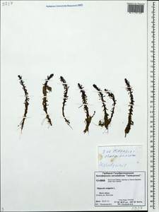 Хвостник обыкновенный, Водяная сосенка L., Сибирь, Центральная Сибирь (S3) (Россия)