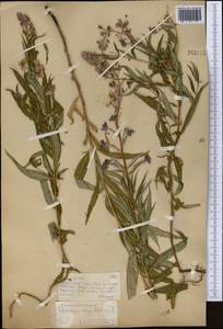 Chamaenerion angustifolium subsp. angustifolium, Средняя Азия и Казахстан, Муюнкумы, Прибалхашье и Бетпак-Дала (M9) (Казахстан)