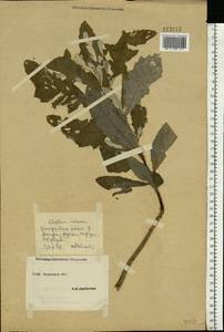 Cirsium arvense var. vestitum Wimm. & Grab., Восточная Европа, Южно-Украинский район (E12) (Украина)