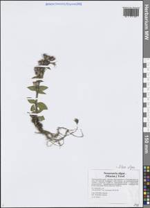 Смолевка Ольги (Maxim.) Rohrb., Сибирь, Дальний Восток (S6) (Россия)