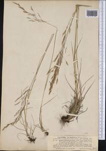 Agrostis perennans (Walter) Tuck., Америка (AMER) (США)