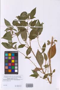 Эльсгольция реснитчатая (Thunb.) Hyl., Восточная Европа, Московская область и Москва (E4a) (Россия)