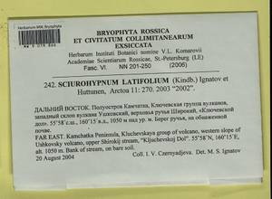 Sciuro-hypnum latifolium (Kindb.) Ignatov & Huttunen, Гербарий мохообразных, Мхи - Чукотка и Камчатка (B21) (Россия)