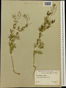 Дескурения Софии (L.) Webb ex Prantl, Кавказ, Южная Осетия (K4b) (Южная Осетия)