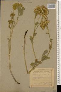 Iranecio paucilobus (DC.) B.Nord., Кавказ, Азербайджан (K6) (Азербайджан)