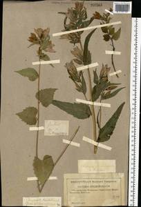 Колокольчик крапиволистный L., Восточная Европа, Центральный лесостепной район (E6) (Россия)