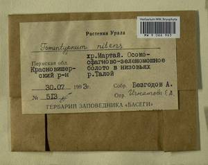Tomentypnum nitens (Hedw.) Loeske, Гербарий мохообразных, Мхи - Пермский край, Удмуртия, Свердловская и Кировская области (B8) (Россия)