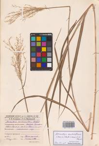 Веероцветник сахароцветный (Maxim.) Benth. & Hook.f. ex Franch., Сибирь, Дальний Восток (S6) (Россия)