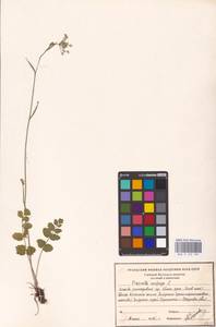 Бедренец камнеломковый, Бедренец-камнеломка L., Восточная Европа, Восточный район (E10) (Россия)