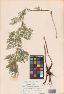 Горицвет апеннинский, Адонис апеннинский L., Восточная Европа, Восточный район (E10) (Россия)