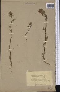 Castilleja angustifolia (Nutt.) G. Don, Америка (AMER) (США)