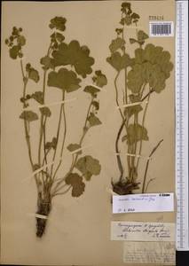 Манжетка сарматская Juz., Средняя Азия и Казахстан, Джунгарский Алатау и Тарбагатай (M5) (Казахстан)