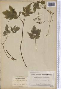 Osmorhiza longistylis (Torr.) DC., Америка (AMER) (США)