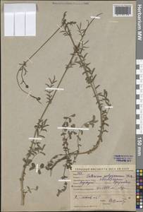 Черноголовник многобрачный (Waldst. & Kit.) Asch. & Graebn., Средняя Азия и Казахстан, Западный Тянь-Шань и Каратау (M3) (Киргизия)