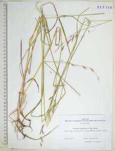 Костер Пампелла Scribn., Сибирь, Дальний Восток (S6) (Россия)