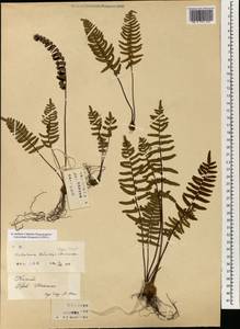 Paragymnopteris delavayi (Baker) K. H. Shing, Зарубежная Азия (ASIA) (КНР)