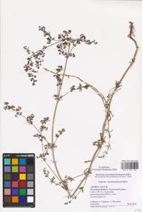 Galium mollugo × verum, Восточная Европа, Центральный район (E4) (Россия)