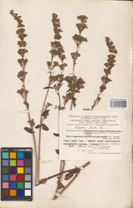 MHA 0 155 682, Котовник голый, Восточная Европа, Центральный район (E4) (Россия)