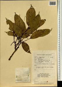 Dacryodes costata (A. W. Benn.) H. J. Lam, Зарубежная Азия (ASIA) (Малайзия)