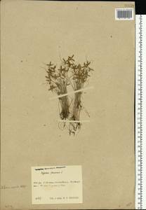 Cyperus flavescens L., Восточная Европа, Центральный район (E4) (Россия)